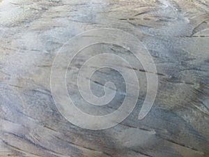 Closeup of a Guinea fowl feathers for background use or colors of guinea fowls identification