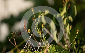 Closeup of a Gulf Fritillary butterfly on grass in a field with a blurry background