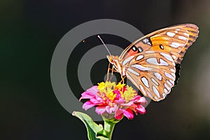 Closeup of a Gulf fritillary butterfly sitting on a pink zinnia flower