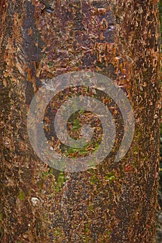 Gumbo Limbo Tree Bark Background