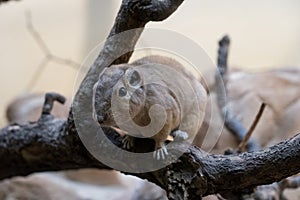 closeup of a gundi on a tree