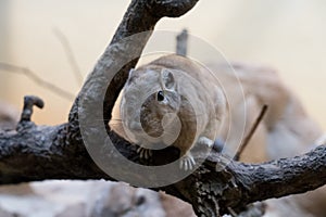 closeup of a gundi on a tree