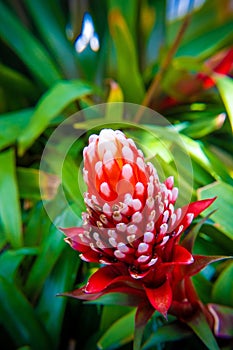 Closeup of Guzmania conifera growing in a green garden photo