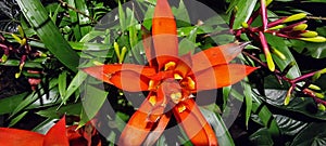 Closeup of  Guzmania lingulata flower