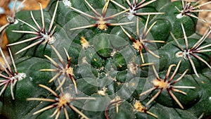 Closeup of Gymnocalycium baldianum