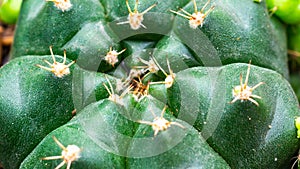 Closeup of Gymnocalycium damsii