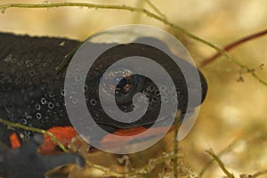 Closeup on the had of an aquatic Chinese fire-bellied newt, Cynops orientalis