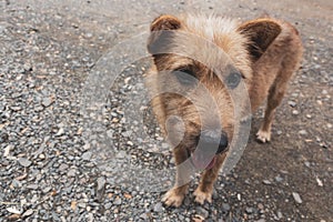 Closeup of a hairy brown dog