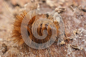 Closeup on the hairy brown larvae of the Old varied carpet beetle, Anthrenus verbasci