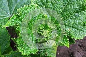 Closeup of hairy cucumber leaves uncurling in the garden