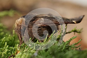 Closeup on the hairy December moth Poecilocampa populi