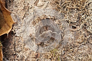 Closeup on the hairy December moth Poecilocampa populi