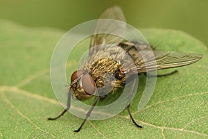 Closeup of a hairy fly , Pollenia species, against a blurred background, sitting on a green leaf in the garden