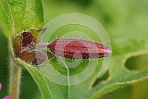 Closeup on a hairy , fresh emerging red catchfly flower bud , Siliene diocia