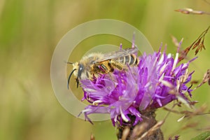 Closeup on a hairy male Pantaloon bee, Dasypoda hirtipes sitting on a purple knapweed flower