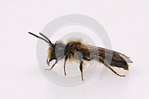Closeup on a hairy male of the Small Sallow minng bee, Andrena praecox against a white blackground