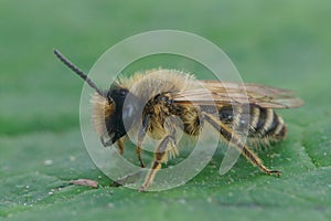 Closeup on a hairy male Yellow legged mining bee, Andrena flavip