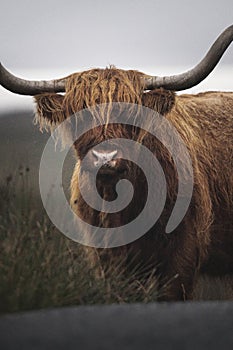 Closeup of hairy Scottish Highland Cattle