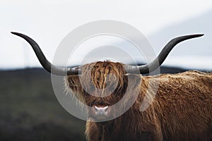 Closeup of hairy Scottish Highland Cattle