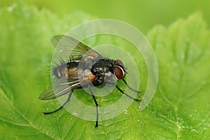 Closeup on a hairy, Tachinid fly, Thelaira nigripes, sitting on a green leaf in the garden