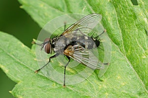 Closeup on a hairy, Tachinid fly, Thelaira nigripes, sitting on a green leaf in the garden
