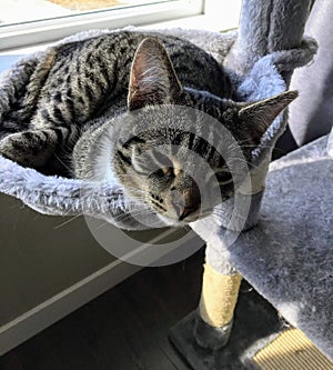 A closeup of a half asleep medium size kitten half opening her eyes as she sleeps in the extended bowl of her cat house.