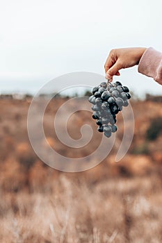 Closeup of a hand with blue ripe grape. Fresh blue bunches of grapes. Harvest in autumn