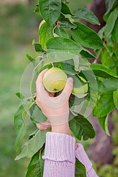 Closeup of the hand of a child tearing an apple from a branch