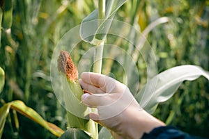 Closeup on hand in corn cultivated agricultural field background outdoors