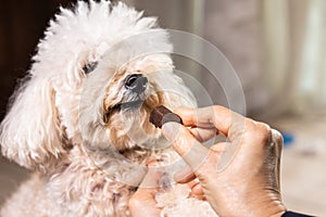 Closeup on hand feeding pet dog with chewable to protect and treat from heartworm disease