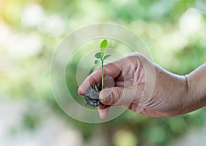 Closeup hand holding abundance soil with young plant