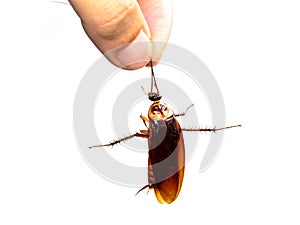 Closeup hand holding Cockroaches isolate on white background