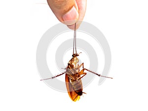 Closeup hand holding Cockroaches isolate on white background
