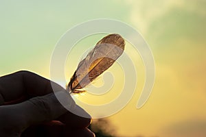 Closeup hand holding a feather Backlit in the evening sun