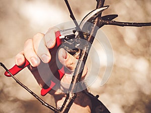 How to prune a apple tree