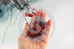 Closeup of a hand holding red berries cluster of rowan.