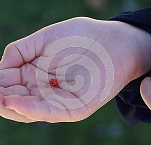 Closeup of a hand holding a tiny red leaf in a palm