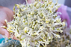 Closeup hand holdingfresh Bean Sprouts with blured blackgroun, healthy food concept photo