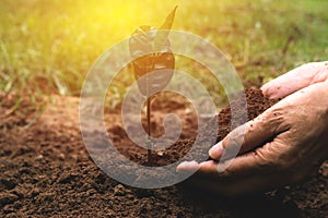 Closeup hand of person holding abundance soil for agriculture or