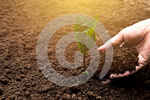 Closeup hand of person holding abundance soil for agriculture or