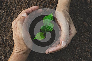 Closeup hand of person holding abundance soil for agriculture or