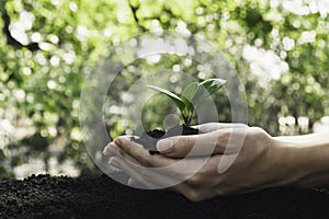 Closeup hand of person holding abundance soil for agriculture or planting peach