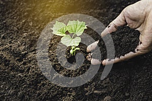 Closeup hand of person holding abundance soil for agriculture or planting peach