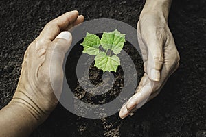 Closeup hand of person holding abundance soil for agriculture or planting peach