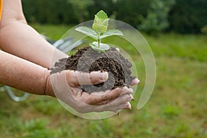 closeup hand of person holding abundance soil with young plant. Concept green world earth day. Hand of farmer inspecting