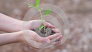 Closeup hand of person holding abundance soil with young plant in hand for agriculture or planting basil nature. save world concep