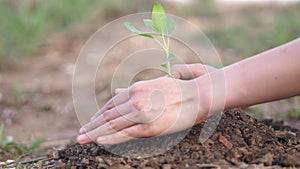 Closeup hand of person holding abundance soil with young plant in hand for agriculture or planting basil nature. save world concep