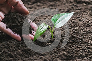 Closeup hand of person holding abundance soil with young plant in hand   for agriculture or planting peach nature concept