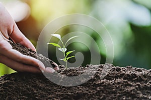 Closeup hand of person holding abundance soil with young plant in hand   for agriculture or planting peach nature concept