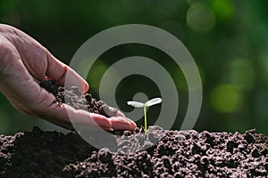 Closeup hand of person holding abundance soil with young plant in hand   for agriculture or planting peach nature concept